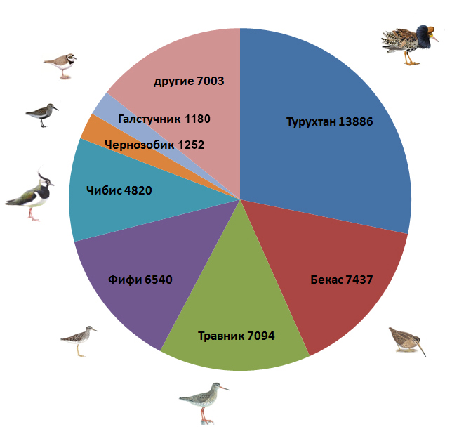 Диаграмма на которой показана соотношение видов приц окольцованных в 2024